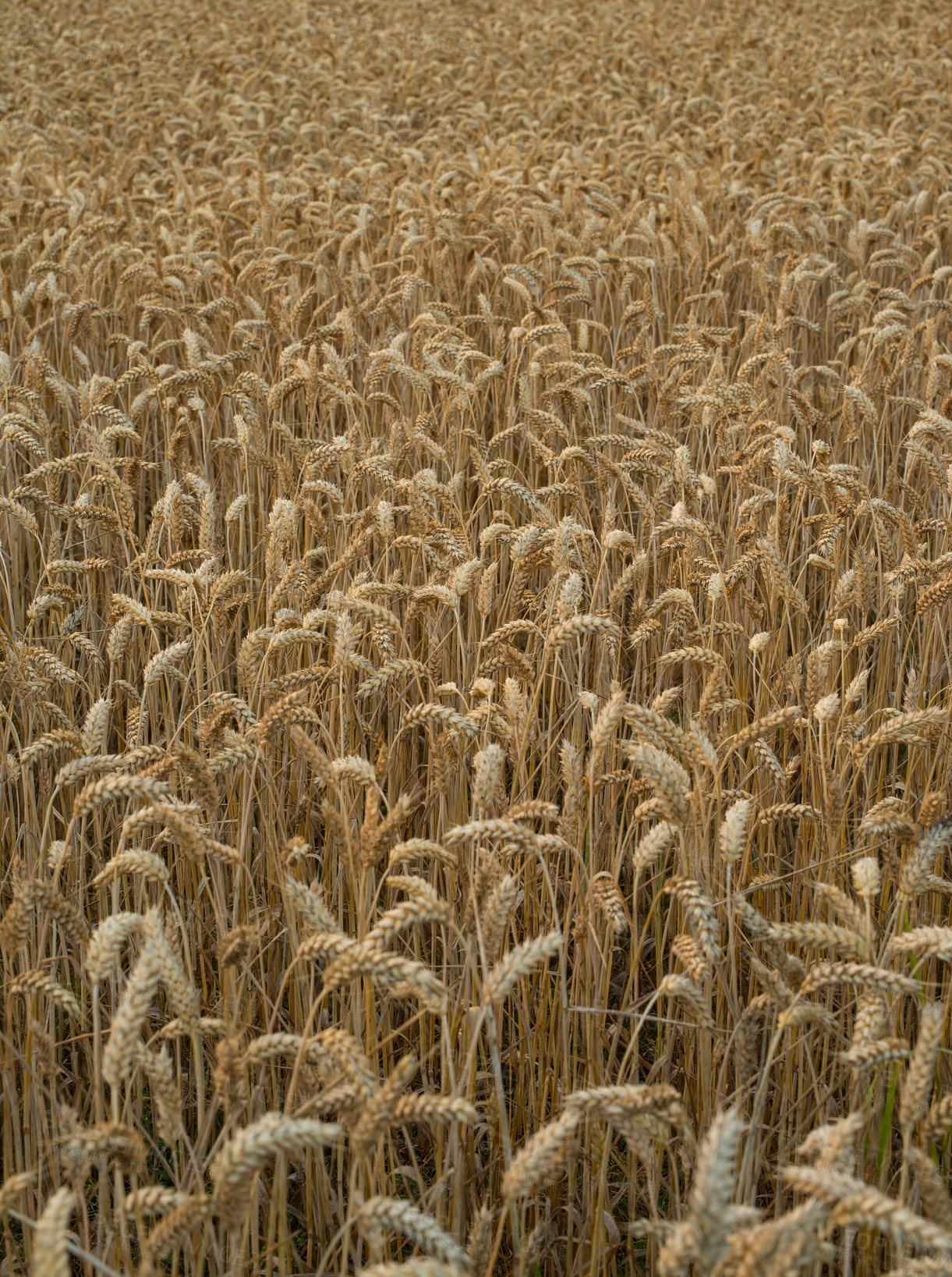 Buy stock photo Wheat field, sustainability and farm in nature with growth, production and supply chain, harvest and process. Agriculture, plant or grain farming in the countryside for organic small business startup