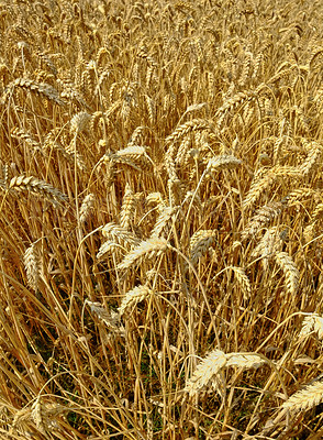 Buy stock photo Wheat, corn and farm in nature with agriculture growth, production and supply chain, harvest and process. Sustainability, field and grain farming in countryside for organic small business startup