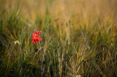 Buy stock photo Field, plants and peace in outdoor nature, grass and travel in countryside for calm earth. Flower, meadow and horticulture for leaves, growth and ecosystem for sustainable environment on holiday