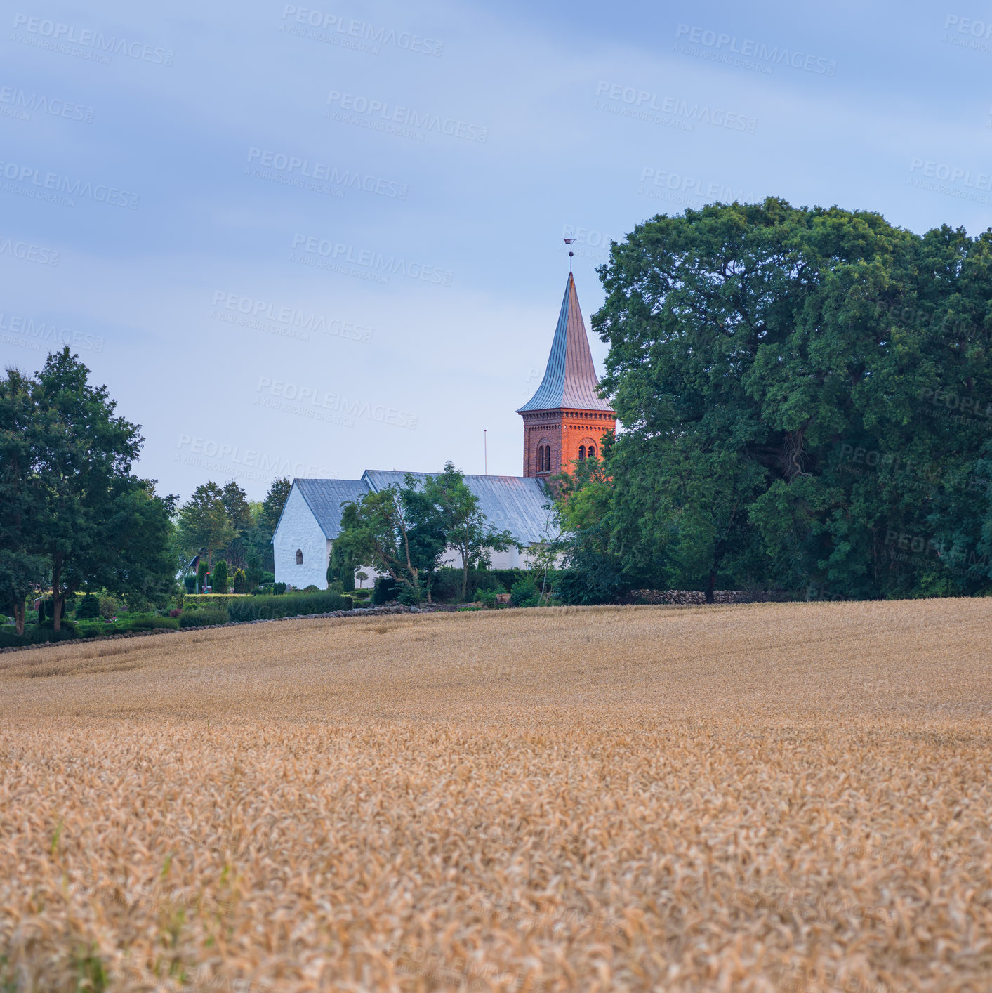 Buy stock photo Field, wheat and church in outdoor nature, agriculture and raw food ready for harvesting in farm. Plants, historic building and grain production in countryside, growth and staple for sustainability