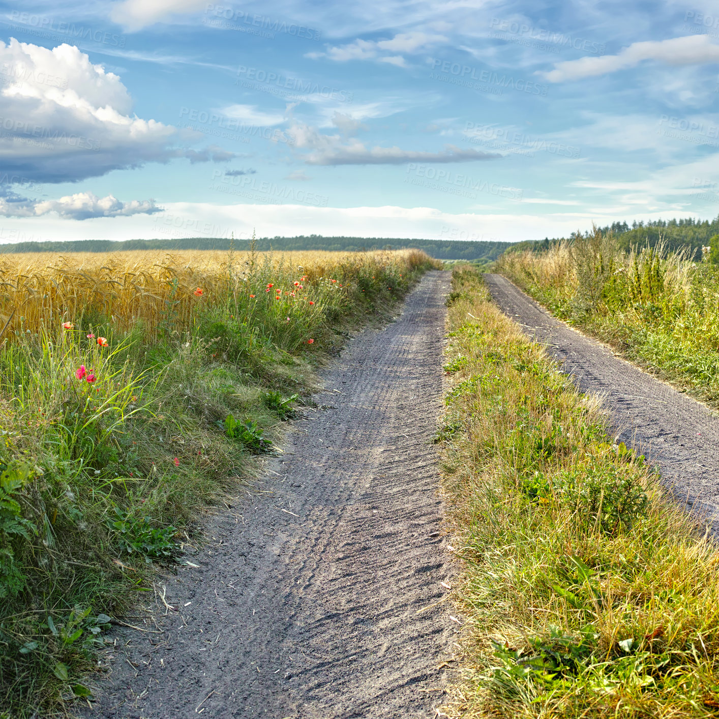 Buy stock photo Field, wheat and street in outdoor nature, agriculture and cloudy sky for harvesting in farm. Plants, road and grain production in countryside landscape, growth and ecosystem for sustainability