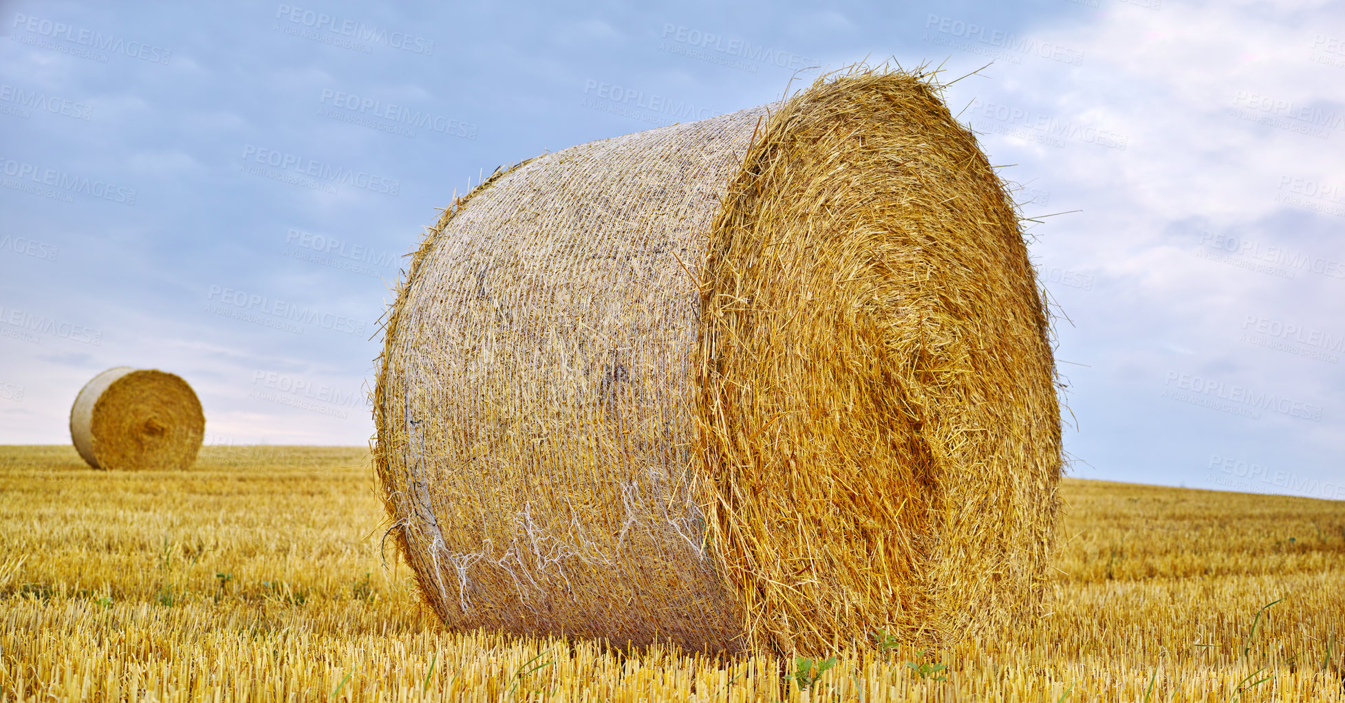 Buy stock photo Field, hay and bales in outdoor nature, agriculture and raw food ready for feeding in farm. Plants, organic and straw production in countryside landscape, growth and ecosystem for sustainability