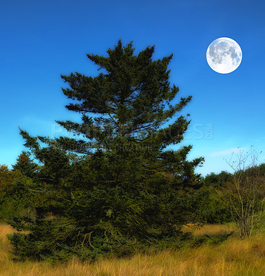 Buy stock photo Tree, nature and moon or day time outside, wilderness and pine botany for winter season or solstice in Australia forrest. Ecology, secluded landscape and grass or plants, sky background and growth