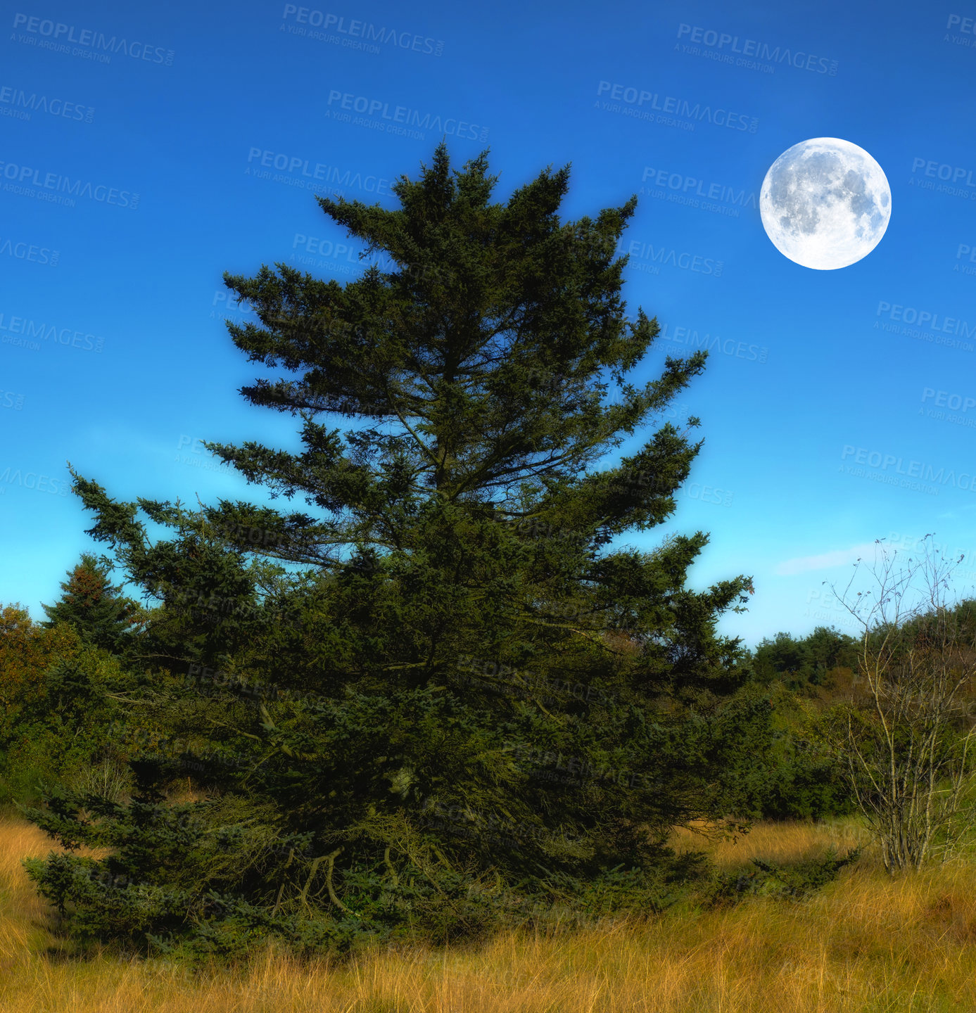 Buy stock photo Tree, nature and moon or day time outside, wilderness and pine botany for winter season or solstice in Australia forrest. Ecology, secluded landscape and grass or plants, sky background and growth