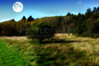 Buy stock photo Blue sky, moon and trees in forest daytime for landscape astronomy, spring and mystery lunar glow of environment. Nature, woods and moonlight for travel, satellite and silhouette of celestial beauty