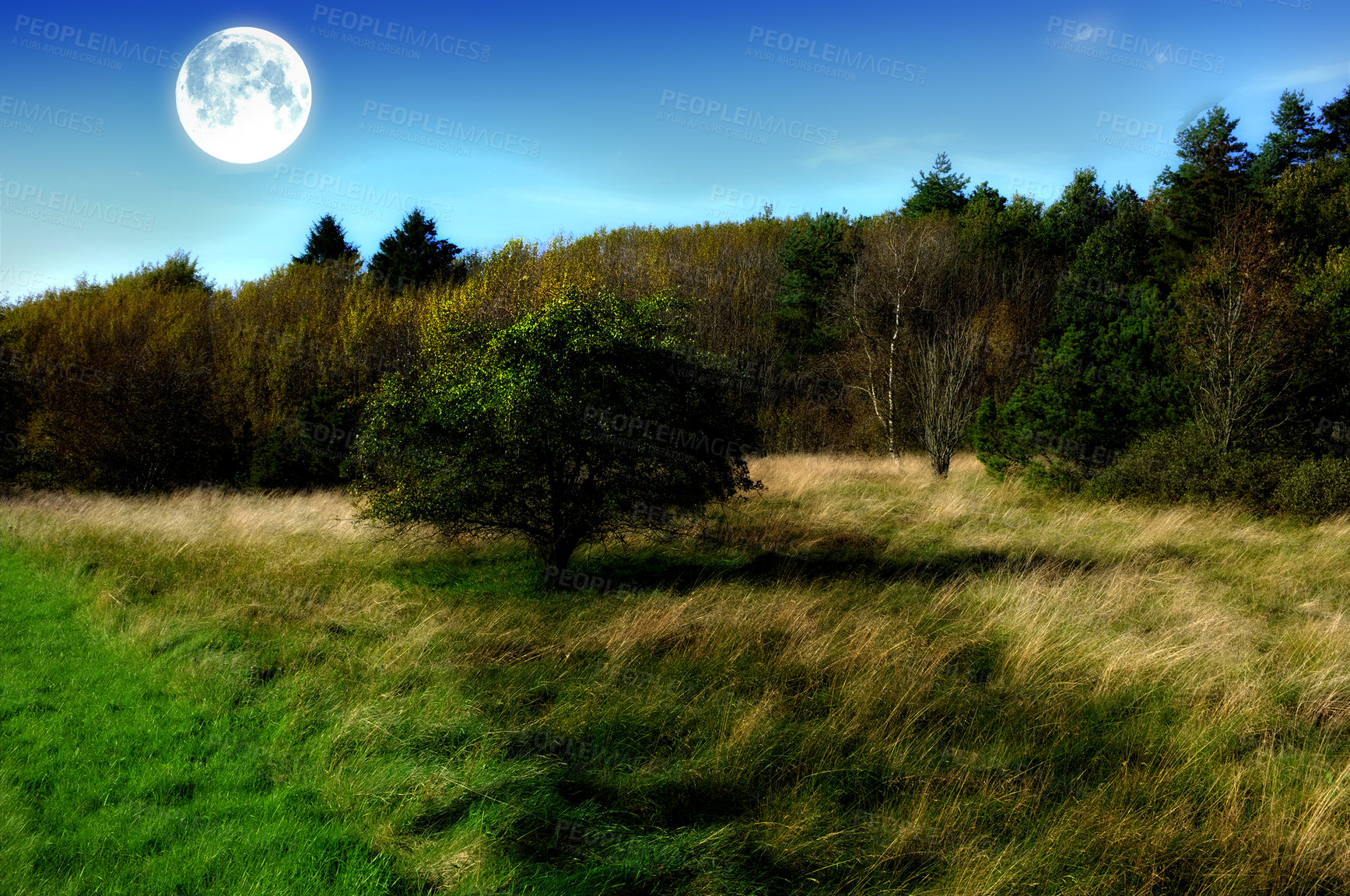 Buy stock photo Blue sky, moon and trees in forest daytime for landscape astronomy, spring and mystery lunar glow of environment. Nature, woods and moonlight for travel, satellite and silhouette of celestial beauty