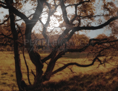 Buy stock photo Morning, nature and moon with tree in countryside for sunrise, environment or twilight. Empty, forest and dawn with field for sustainability, outdoor peace or ecological landscape in Oakland