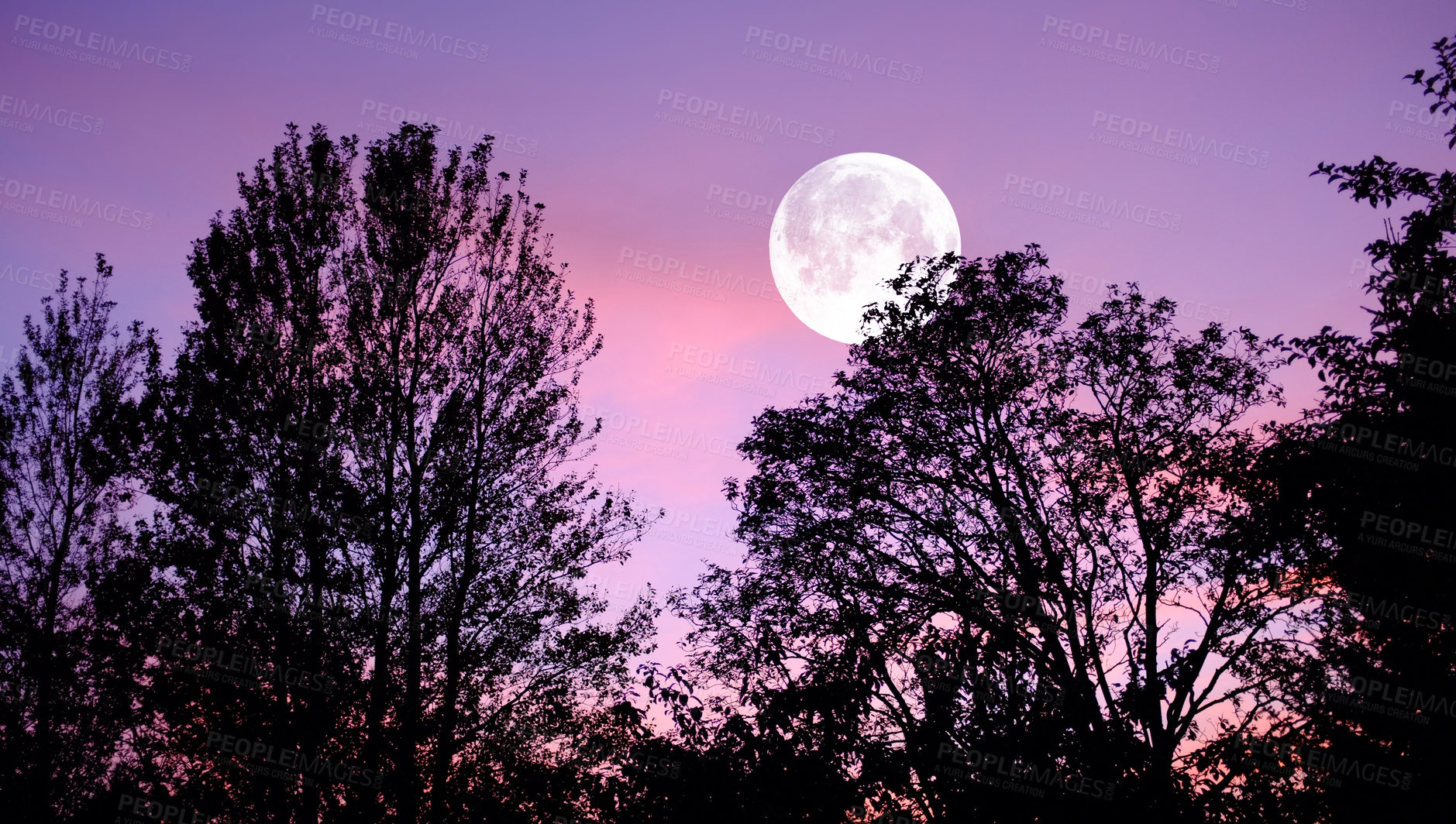 Buy stock photo Sky, nature and trees with moon over forest for halloween, horror and fantasy landscape. Silhouette, shadow and scary with moonlight woods at night for danger, haunted and spooky journey