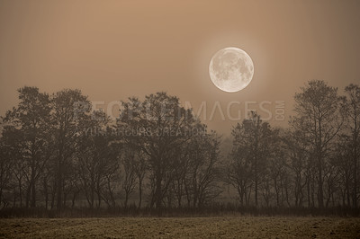 Buy stock photo Morning, forest and moon with tree in nature for twilight, environment or earth. Empty, countryside and dawn with field for sustainability, outdoor peace or ecological landscape in Australia