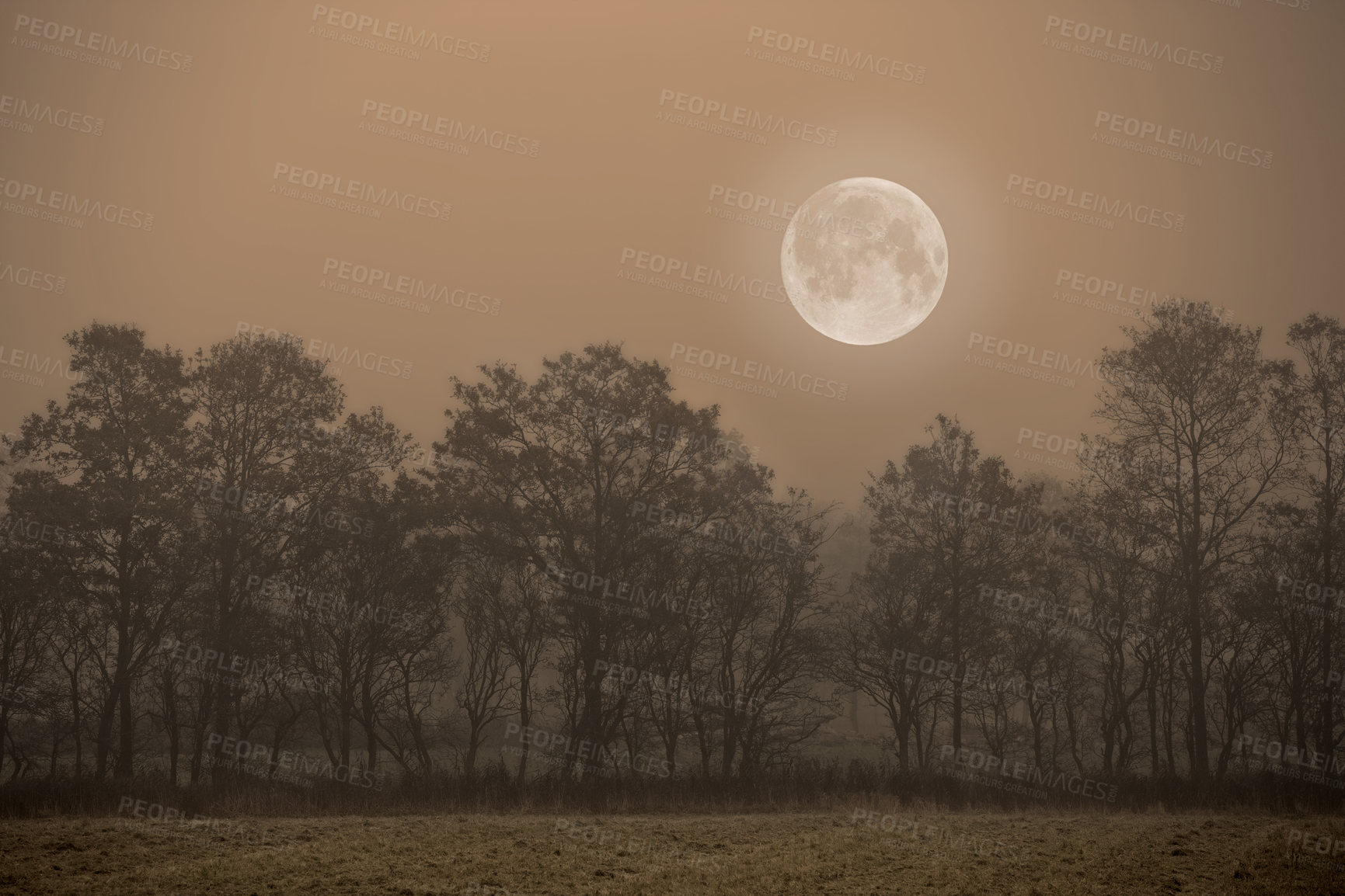 Buy stock photo Morning, forest and moon with tree in nature for twilight, environment or earth. Empty, countryside and dawn with field for sustainability, outdoor peace or ecological landscape in Australia