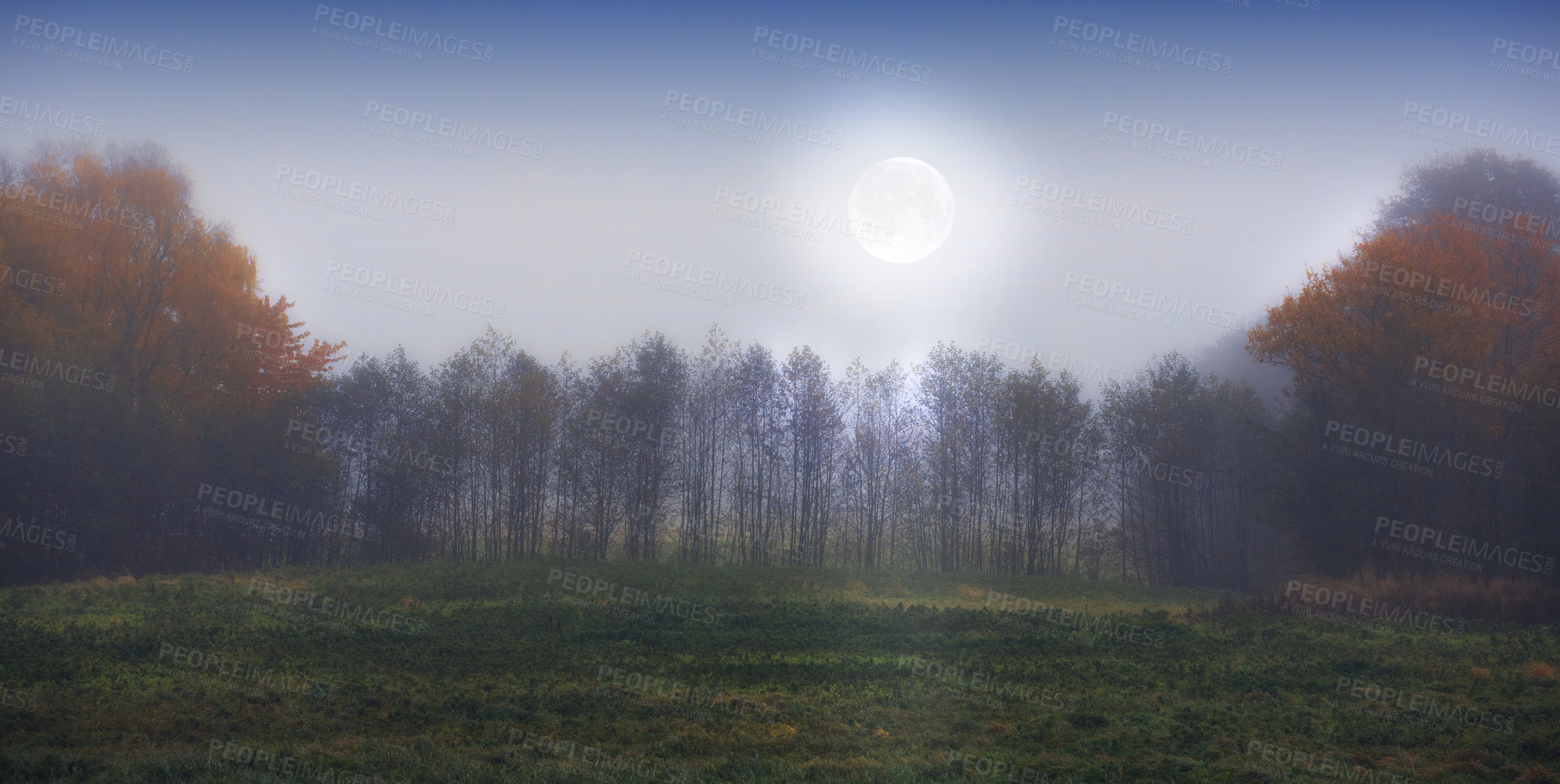 Buy stock photo Forest, nature and moon with trees in morning for twilight, environment or earth. Empty, countryside and dawn with field for sustainability, outdoor peace or ecological landscape in Australia