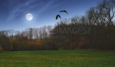 Buy stock photo Morning, forest and field with trees in nature for twilight, environment or earth. Empty, countryside and dawn with moon for sustainability, outdoor peace or ecological landscape in Australia