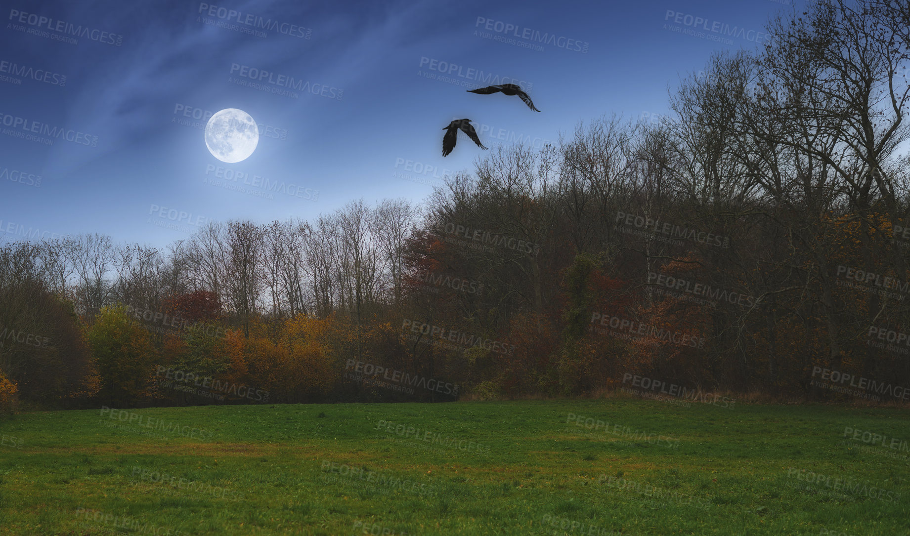 Buy stock photo Morning, forest and field with trees in nature for twilight, environment or earth. Empty, countryside and dawn with moon for sustainability, outdoor peace or ecological landscape in Australia