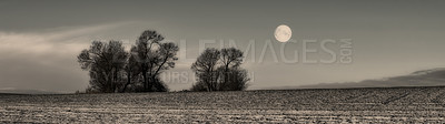 Buy stock photo Field, forest and nature with tree in morning for twilight, environment or earth. Empty, countryside and horizon with moon for sustainability, outdoor peace or ecological landscape in Denmark