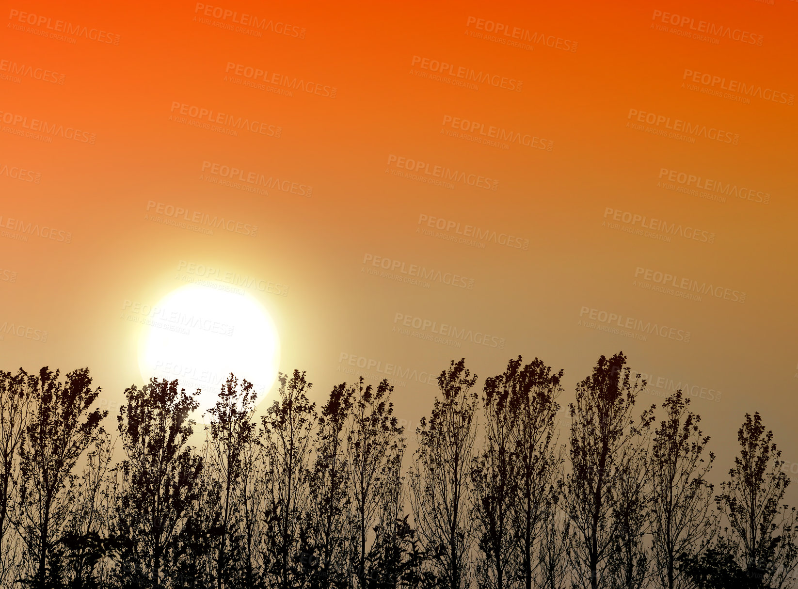 Buy stock photo Magic, trees and plants in nature with sunrise, ecology and sustainability with leaves in summer. Empty, leafs, branch and scenic on earth day for adventure, journey and growth by orange sky outdoor