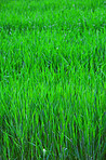 Green grass