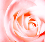 Pink rose