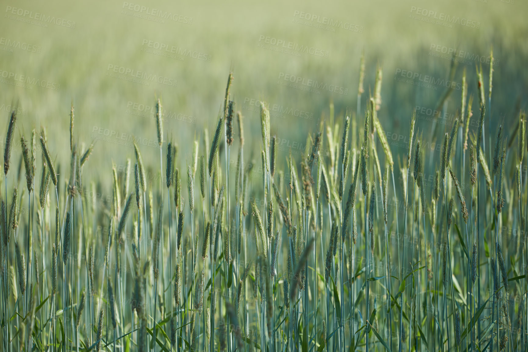 Buy stock photo Green grass, nature and wheat field in countryside with texture by agriculture environment in spring. Landscape, outdoor and lawn with grain plant growth in eco friendly and agro park, farm or garden