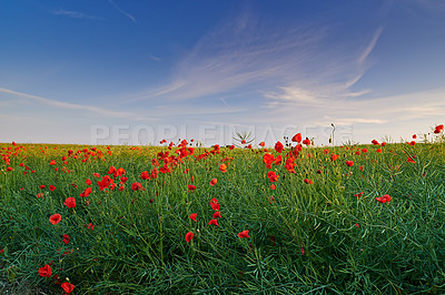 Buy stock photo Blue sky, field and flowers in the wind with green, natural landscape and stem on plants in meadow or park. Red poppies, fresh air with land and outdoor environment and Netherlands nature background