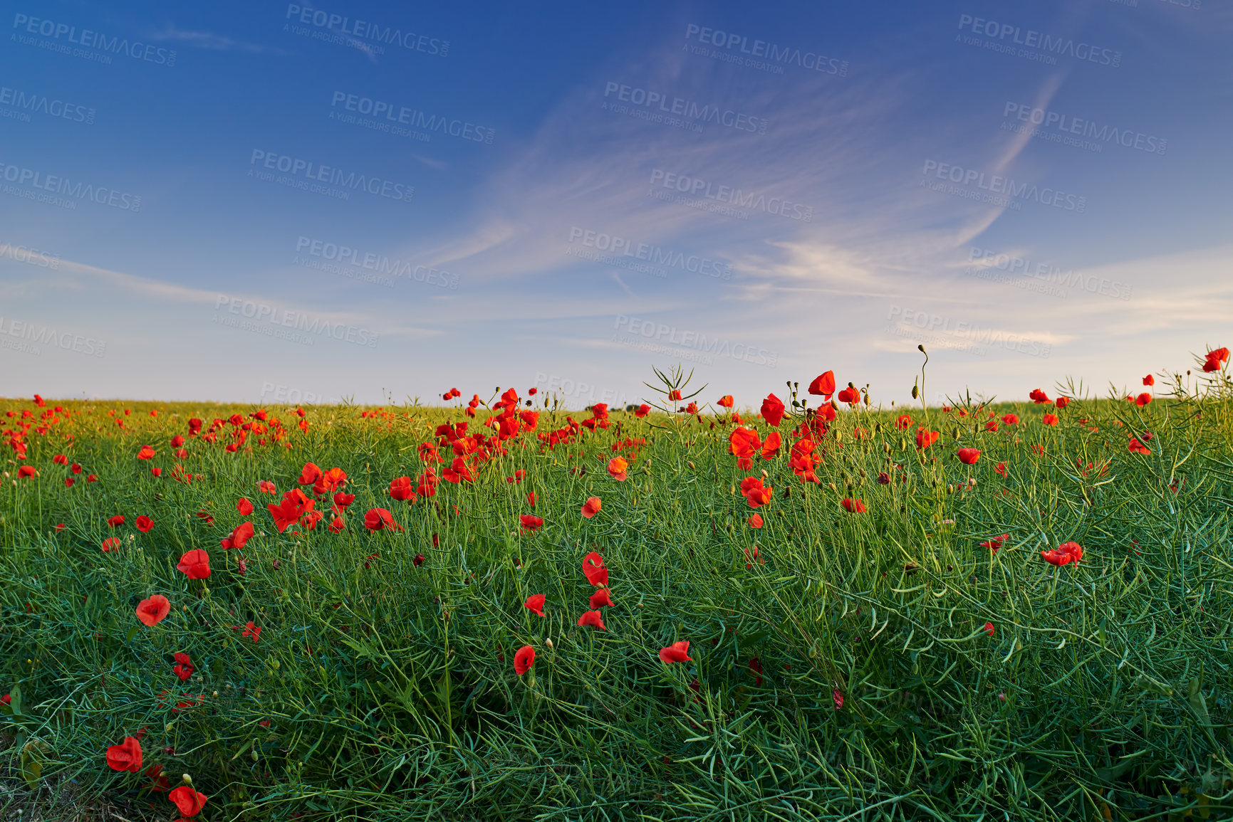 Buy stock photo Blue sky, field and flowers in the wind with green, natural landscape and stem on plants in meadow or park. Red poppies, fresh air with land and outdoor environment and Netherlands nature background