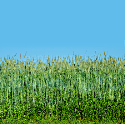 Buy stock photo Blue sky, grass and outdoor field in countryside with texture by agriculture environment in spring. Landscape, nature and green lawn with wheat growth in eco friendly and agro park, farm or garden.