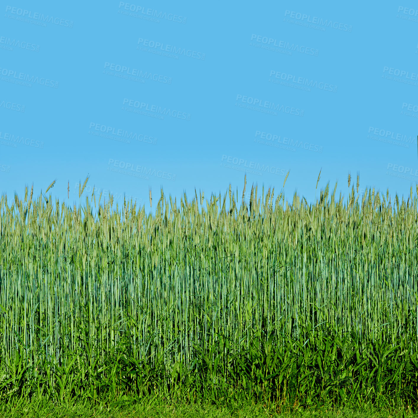 Buy stock photo Blue sky, grass and outdoor field in countryside with texture by agriculture environment in spring. Landscape, nature and green lawn with wheat growth in eco friendly and agro park, farm or garden.