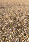 Wheat fields