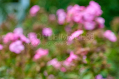 Buy stock photo Blur, outdoor and flowers with nature, beauty and texture with earth, forest and spring with ecology. Floral, empty and wallpaper with leaves, plants and sustainability with blossom and eco friendly