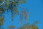 Hanging out under a blue sky