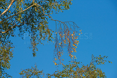 Buy stock photo Blue sky, nature and tree outdoor for conservation, environment or sustainability from below. Background, growth and wallpaper with foliage in countryside for green habitat or natural ecosystem