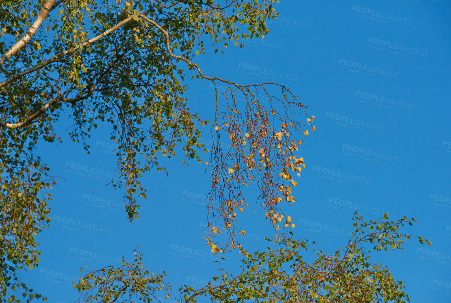 Buy stock photo Blue sky, nature and tree outdoor for conservation, environment or sustainability from below. Background, growth and wallpaper with foliage in countryside for green habitat or natural ecosystem