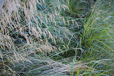 Buy stock photo Grass, nature and ryegrass in wild meadow with texture for sustainable growth, seeds and agriculture. Weeds, field and green for rural grassland with countryside, barley or wheat plants and ecology