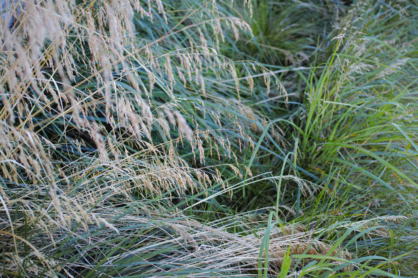 Buy stock photo Grass, nature and ryegrass in wild meadow with texture for sustainable growth, seeds and agriculture. Weeds, field and green for rural grassland with countryside, barley or wheat plants and ecology