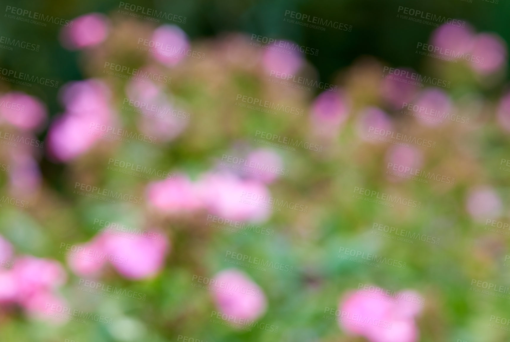 Buy stock photo Blur, outside and flowers with nature, beauty and texture with earth, blossom and spring with ecology. Floral, empty and wallpaper with leaves, outdoor and sustainability with plants and eco friendly