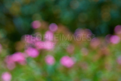 Buy stock photo Blur, outdoor and flowers with nature, ecology and texture with earth, forest and spring with eco friendly. Floral, empty and wallpaper with leaves, plants and sustainability with blossom and beauty