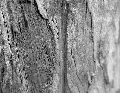 Buy stock photo Bark, black and white with tree, natural and wallpaper with texture, creative or rough surface. Empty, closeup or tree with monochrome, design or pattern with grunge, landscape or woods with abstract