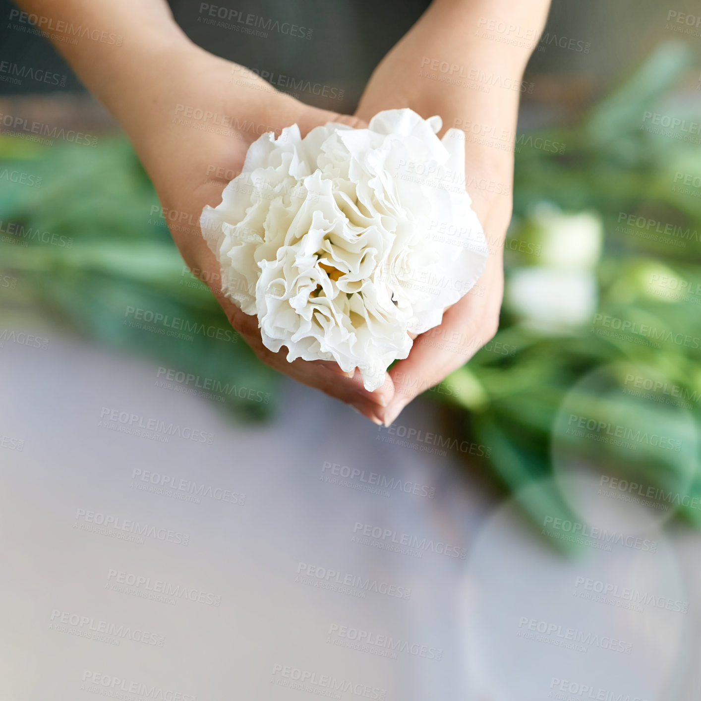 Buy stock photo Hands, botany and florist with flower in shop for creativity, horticulture and sustainability. Growth, eco friendly and closeup of person with white carnation with petals for floral bloom from above.