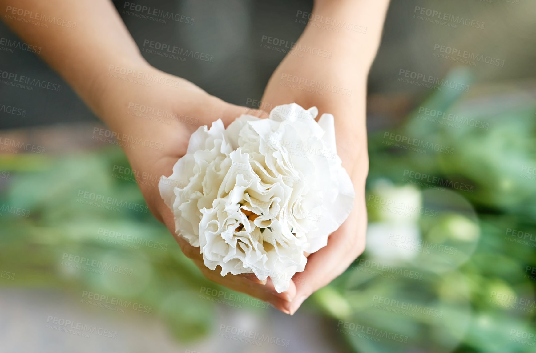 Buy stock photo Hands, floral and florist with flower in shop for creativity, horticulture and sustainability. Growth, plant and person with white carnation with petals for botanical bloom for bouquet in store.