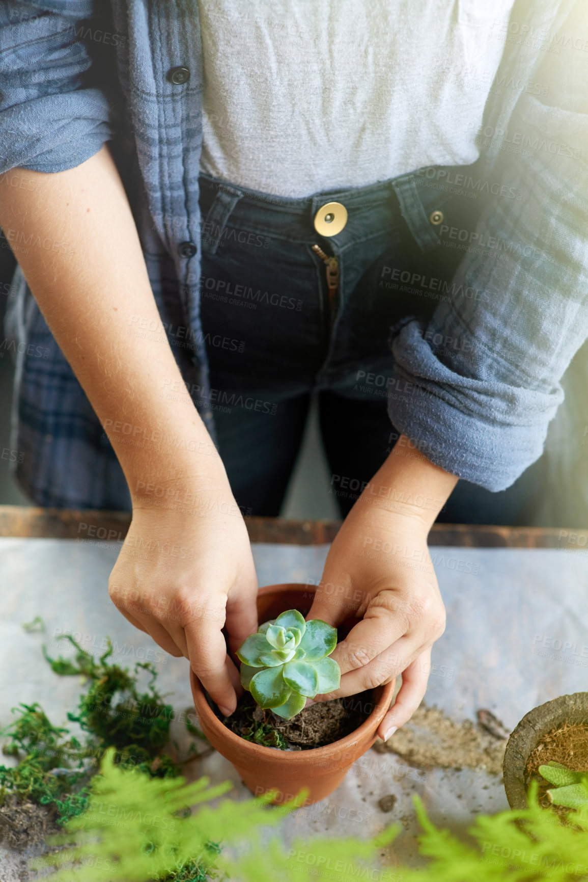 Buy stock photo Person, hands and plant pot with gardening for sustainability, eco friendly and carbon footprint. Above, table and florist with planting for growth, environment and ecology as hobby with care