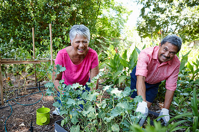 Buy stock photo Shot of a happy senior couple gardening together in their backyard