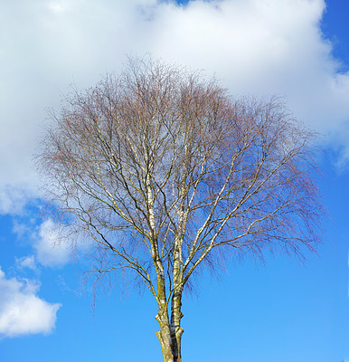 Buy stock photo Tree, branch and blue sky with clouds in autumn for outdoor, sustainability and nature in park. Wood, trunk and earth with season at countryside for eco friendly, garden and environment in Germany