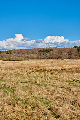 Buy stock photo Forest, nature and dry grass with trees for agriculture, environment and conservation in outside field. Botanical, blue sky and beautiful floral landscape in wilderness with relaxing scenic clouds.