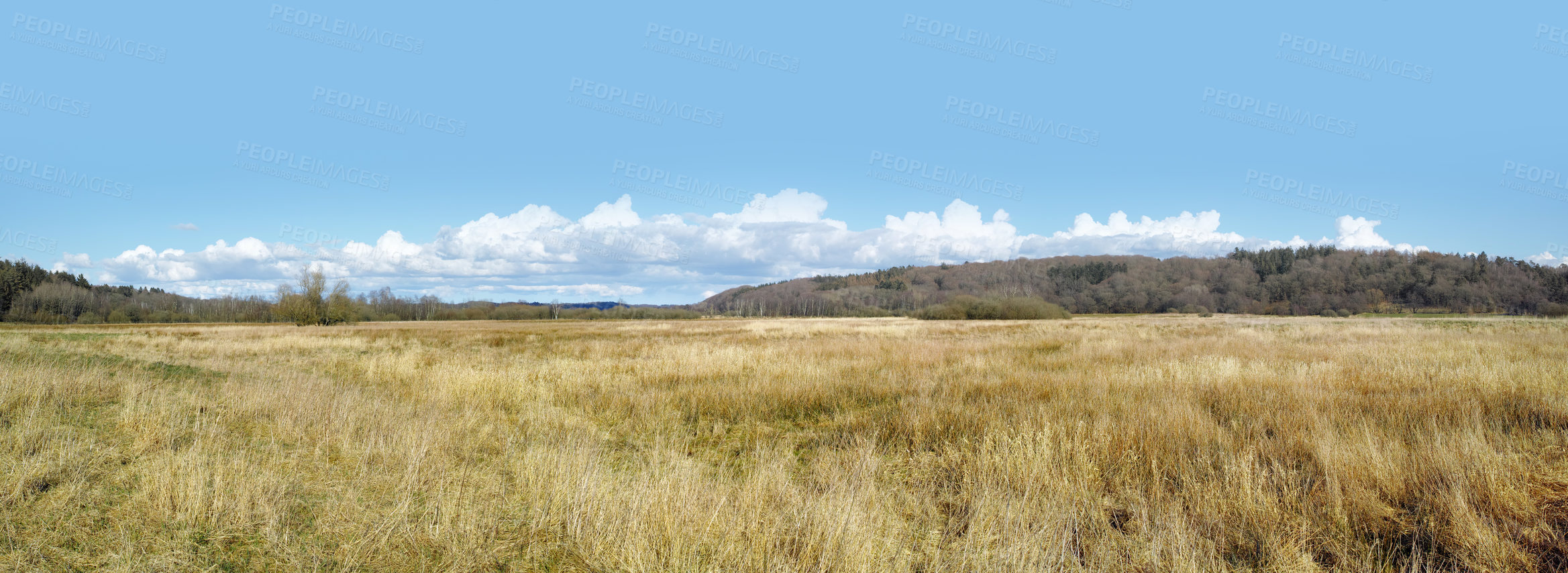 Buy stock photo Field, green and nature with grass for agriculture with environment, conservation and outdoors. Banner, mockup and blue sky with beauty in landscape with flora, wilderness and scenic countryside.