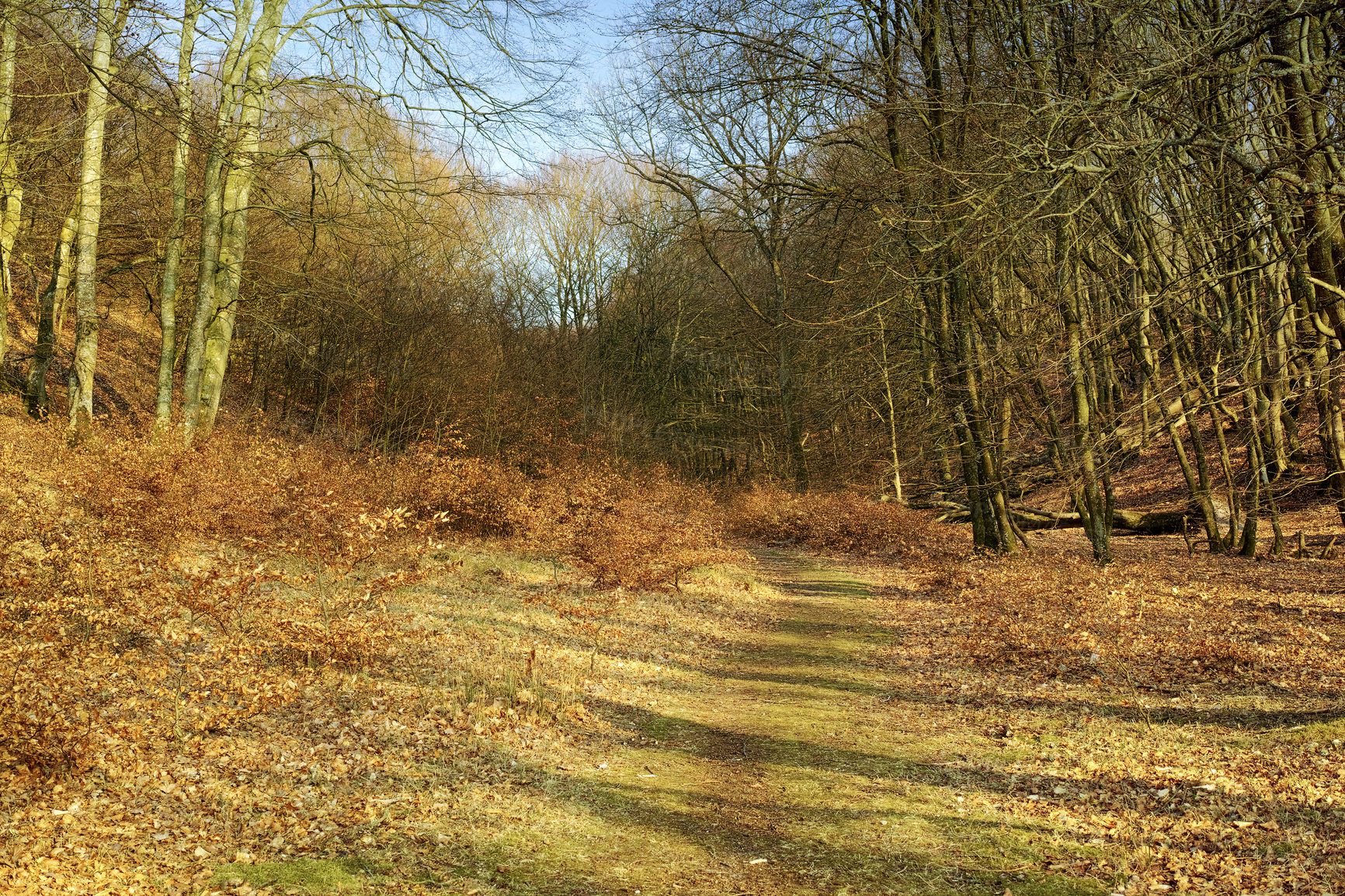 Buy stock photo Field, environment and nature in autumn forest for conservation, biodiversity or sustainability. Empty, landscape and trees with fall foliage for greenery, exploration or ecosystem in Edinburgh