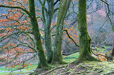 Buy stock photo Trees, forest and countryside with nature, moss and environment with sustainability, earth day or leaves. Empty, branch or ecology with leafs, plants or sunshine with adventure, woods or eco friendly