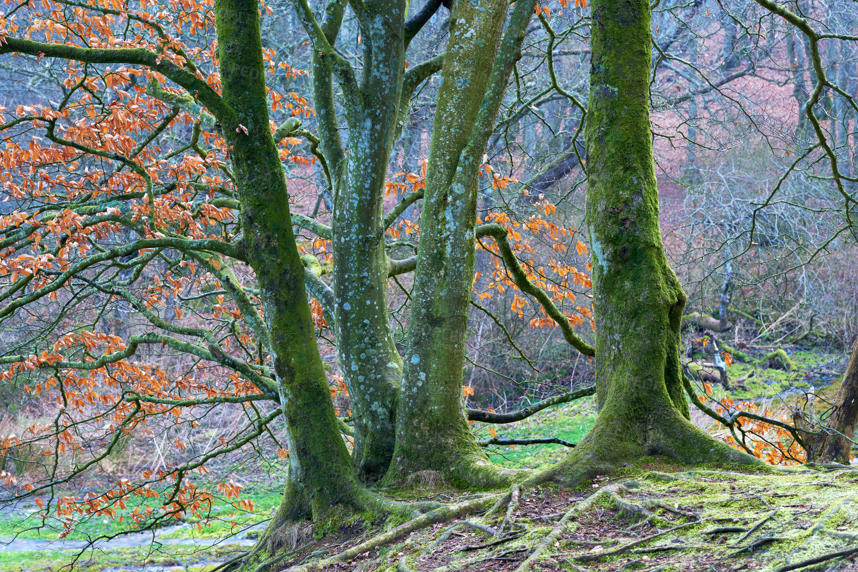 Buy stock photo Trees, forest and countryside with nature, moss and environment with sustainability, earth day or leaves. Empty, branch or ecology with leafs, plants or sunshine with adventure, woods or eco friendly