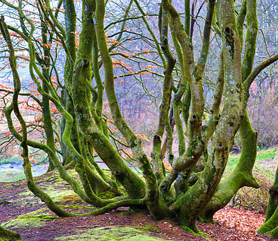 Buy stock photo Autumn, nature and trunk of tree with moss, moisture and humidity on forest environment in Brazil. Outdoor, woods and plants in countryside with biodiversity, natural growth and foliage in farmland