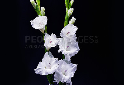 Buy stock photo Nature, plant and white flowers in studio on black background for beauty, blossom and bloom. Spring aesthetic, wallpaper and gladiolus with leaf, petals and floral for decoration, botany and florist