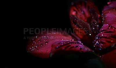 Buy stock photo Studio shot or a red lily covered in dew on a black background