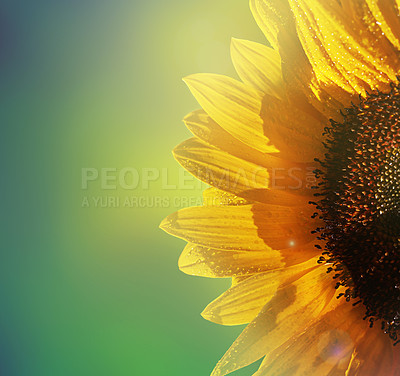 Buy stock photo Cropped shot of a sunflower